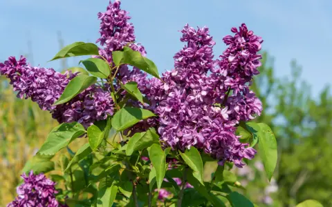 Grappes de lilas violettes épanouies sous un ciel bleu. Le printemps est idéal pour savoir quand planter un lilas.