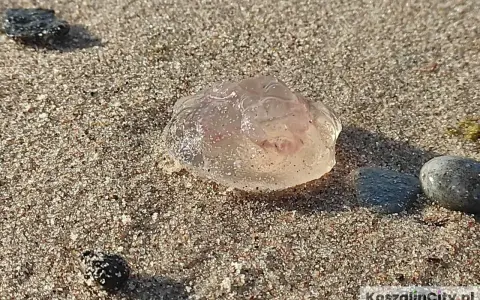 Przezroczyste meduzy na piaszczystej plaży, obok kamieni.
