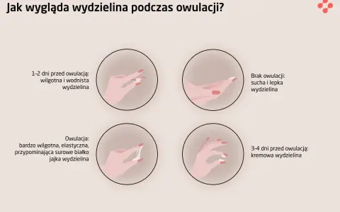 Ilustracja pokazuje zmiany wydzieliny podczas cyklu, wyjaśniając, co to owulacja i jak wygląda wydzielina w jej trakcie: wodnista, kremowa, a w szczycie elastyczna jak białko jaja.