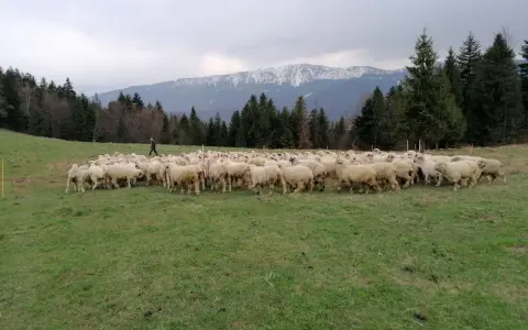 Hala Barankowa: Oscypki, szlaki, Babia Góra Poznaj serce Zawoi!