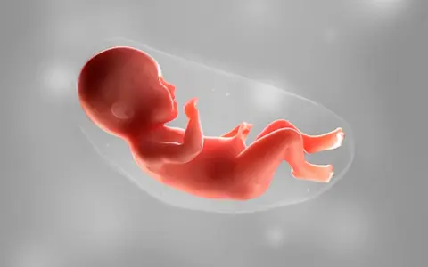 Ein Baby in 36 ssw, bereit für die Welt. Es liegt in der Fruchtblase, die Arme und Beine leicht angewinkelt.