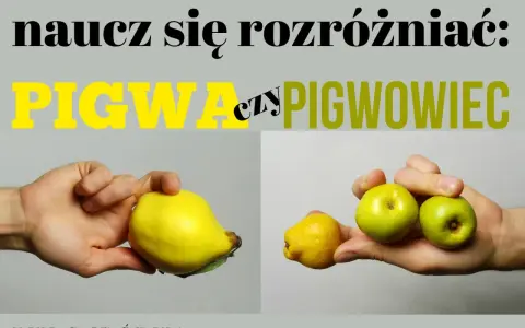 Różnica między pigwą a pigwowcem. Na zdjęciu widać dużą, żółtą pigwę w jednej dłoni i kilka mniejszych, zielonych pigwowców w drugiej.