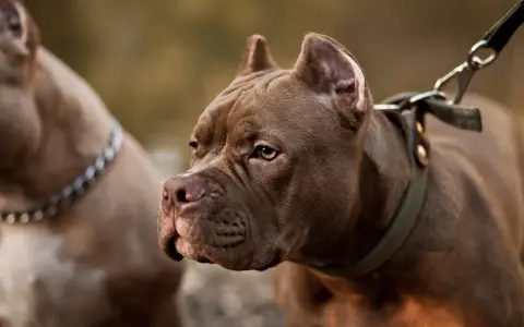 Brązowy pitbull miniaturka z zieloną obrożą i smyczą, obok drugi pies.