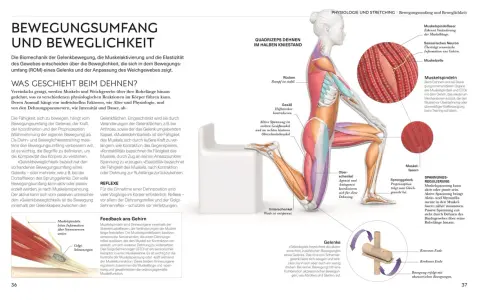 Anatomie der Bewegungsrichtungen: Muskelspindeln leiten Infos über Sinnesnerven weiter.