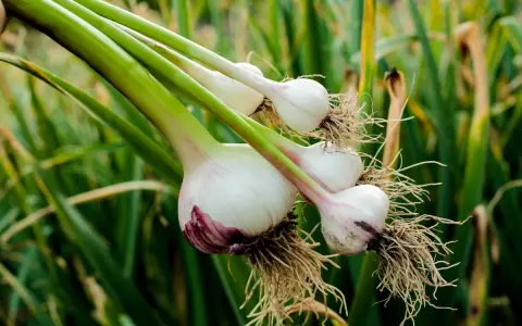 Frisch geernteter Knoblauch mit Wurzeln und grünen Stielen, bereit zum Trocknen. Das Ergebnis von sorgfältigem Knoblauch pflanzen.