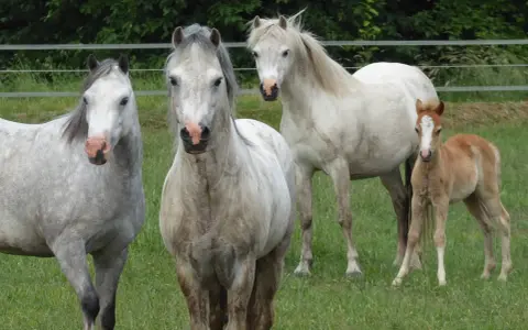 Trois chevaux, dont un poulain, de race Welsh Part Bred, se tiennent dans un pré verdoyant.