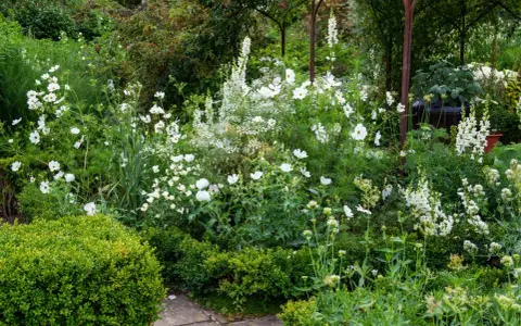 Un jardin luxuriant avec une profusion de **plantes à fleurs blanches**, des cosmos délicats et des digitales élancées, créant un paysage onirique.