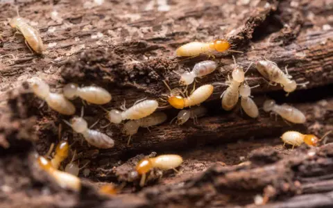 Gros plan sur une colonie de termites, des insectes ravageurs qui rongent le bois, causant des dégâts similaires à la vermoulure.
