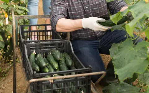 Un agriculteur récolte des concombres frais, parfaits pour être mis en conserve. Les caisses débordent de ces légumes verts, prêts pour la préparation.