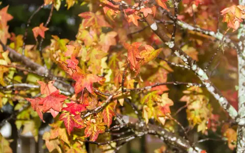 Feuilles de liquidambar aux teintes automnales, rouges et jaunes, mouillées par la pluie. Un inconvénient de cette beauté : les feuilles tombent.