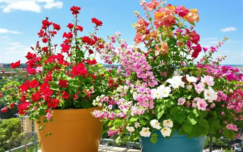 Deux grands pots débordent de fleurs d'été résistant à la sécheresse : des pétunias rouges vifs et un mélange de fleurs roses, blanches et corail.
