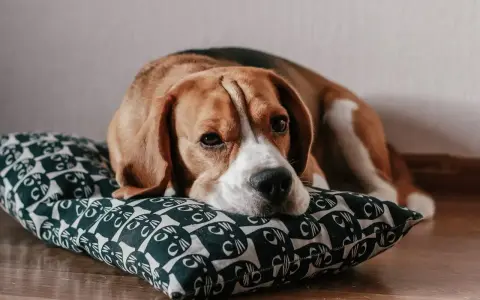 Smutny beagle leży na poduszce z kotkami. Zastanawiasz się nad beagle pies cena?