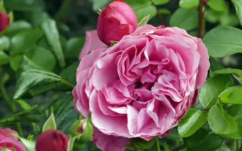 Eine üppige, rosafarbene Rose blüht neben Knospen. Ja, man kann Rosen pflanzen, wo schon Rosen waren, wenn man den Boden vorbereitet.
