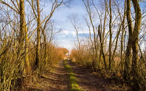 Droga przez las, gdzie drzewa tworzą naturalny tunel. W oddali widać światło, jakby zapraszając na groblę honczarowską.