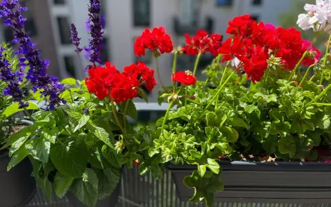 Färgglada, tåliga balkongblommor i rött, lila och vitt blommar i en balkonglåda.