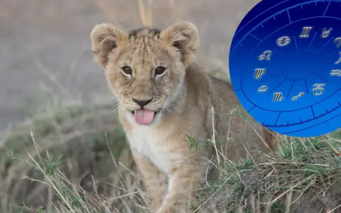 Mały lew z wystawionym językiem, obok niego koło zodiaku. Lew jaki żywioł? Ogień i słońce!