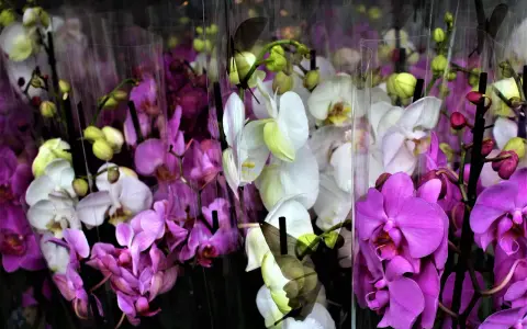 Wiele storczyków w odcieniach fioletu i bieli, niektóre z motylami. Piękna orchidea.