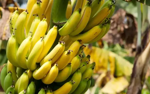 Reife Bananen: So erkennst du die perfekte Frucht und ihre Vorteile