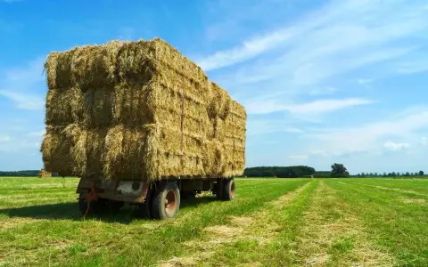 A large bushel of hay sits on a trailer in a green field under a blue, cloudy sky.
