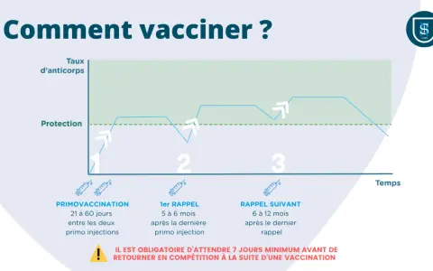 Graphique illustrant le protocole vaccination cheval FFE : taux d'anticorps et protection après primo-vaccination et rappels.
