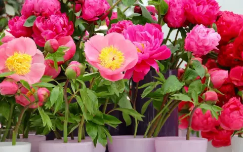 Un bouquet de pivoines roses et fuchsia, certaines en bouton, prêtes à être plantées.