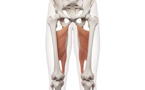 Muskler i insida lår, adductor magnus, som tränas med adductor maskin.