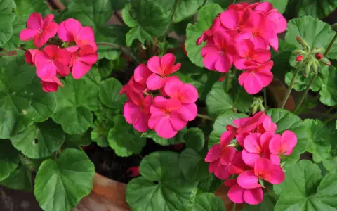 Färgglada rosa pelargoner i kruka, redo för omplantering. Gröna blad och knoppar syns också.