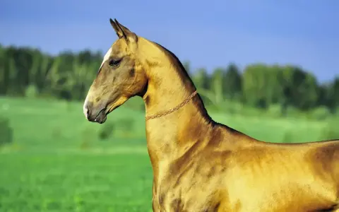 Ein elegantes Akhal-Teke-Pferd mit glänzendem Fell steht auf einer grünen Wiese unter blauem Himmel.