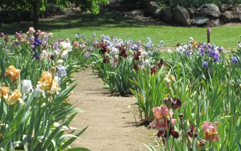 Un chemin serpente à travers un jardin d'iris multicolores. Quand planter les iris ? Idéalement en fin d'été pour une floraison printanière.