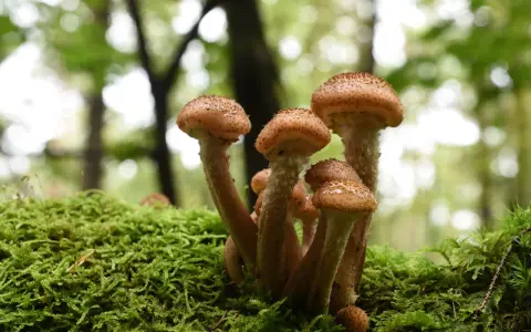 Ein Bündel Hallimasch Pilze wächst auf einem moosbewachsenen Baumstamm im Wald.