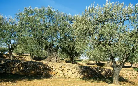 Un champ d'oliviers sous un ciel bleu. Un muret de pierres sèches borde le terrain, prêt pour l'arrosage de l'olivier.