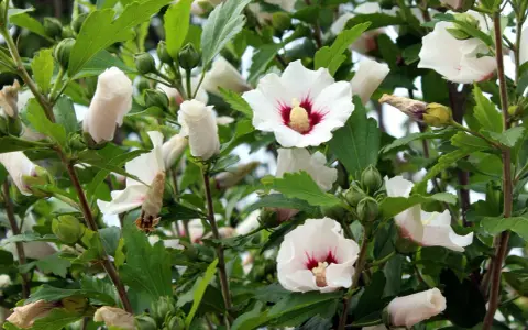 Piękne białe kwiaty hibiskusa z nasion, z czerwonymi środkami, otoczone zielonymi liśćmi i pąkami.