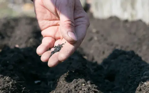 Dłoń rozsypuje drobne nasiona. Zastanawiasz się, dlaczego nasiona nie kiełkują? Może potrzebują więcej ciepła lub wody.