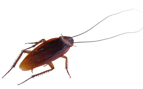 Una cucaracha de color marrón rojizo con antenas largas y patas espinosas. A pesar del frío, las cucarachas en invierno buscan refugio.