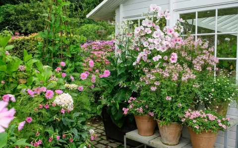 En lummig trädgård med många rosa blommor i krukor och rabatter. En stor blomstermorot i kruka dominerar vid ett vitt växthus.