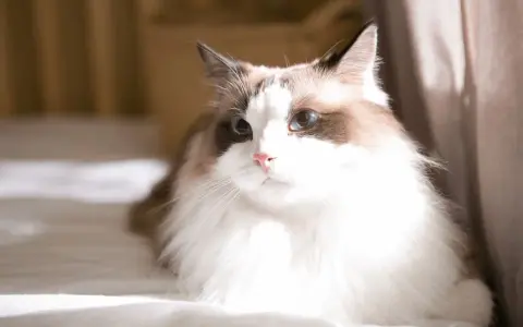 Ragdoll kotka czy kocur - odkryj różnice w ich charakterze