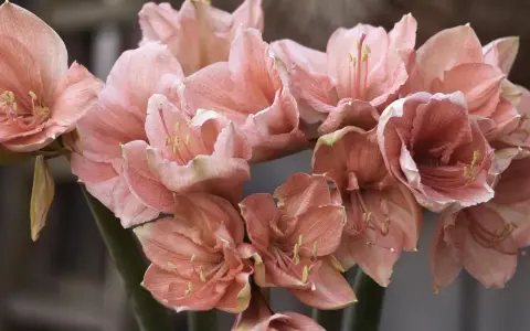 En bukett av persikofärgade amaryllisblommor med sina karaktäristiska kronblad och ståndare. En vacker syn att odla amaryllis.
