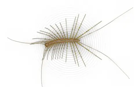 Un ciempiés casero, con sus patas largas y delgadas extendidas, parece flotar sobre un fondo blanco con ondas concéntricas.