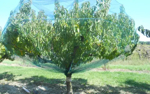 Albero di pesco protetto da una rete anti-insetti, in attesa della concimazione per frutti succosi.