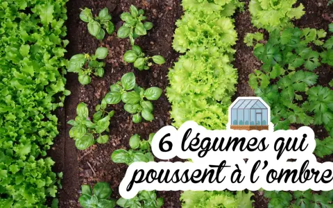 Un potager luxuriant avec des rangées de laitues, de basilic et de persil. Ces légumes mi-ombre prospèrent dans un sol fertile, prêts à être récoltés.