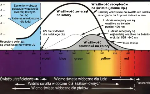 Jak koń widzi kolory? Czerwień to szarość!