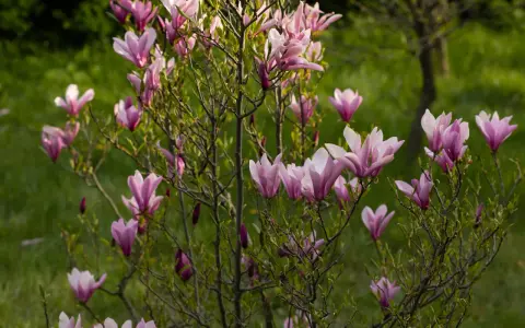 Kwitnąca magnolia, z różowymi kwiatami i pąkami, pokazuje, jak szybko rośnie magnolia.