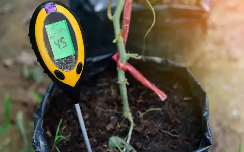 Un testeur de pH affiche 4.5, indiquant qu'il faut acidifier un sol pour une plante en pot.