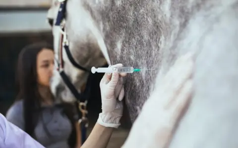 Une main gantée administre une injection à un cheval, une mesure préventive contre le tétanos. Une jeune femme observe attentivement.