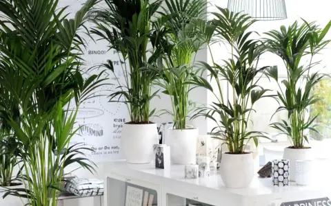 Kilka bujnych palm w białych donicach, idealna ziemia do palmy zapewni im zdrowy wzrost.
