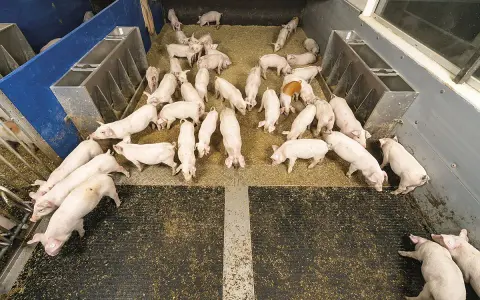 Un gruppo di maialini rosa in un recinto, un'immagine che illustra l'allevamento maiali. Alcuni mangiano, altri riposano.
