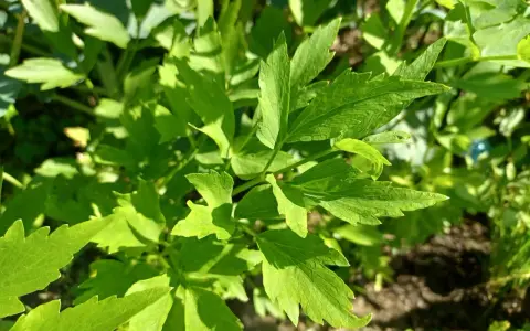 Zielone liście lubczyku w słońcu. Zastanawiasz się, czy lubczyk można mrozić? Tak, można go mrozić, by zachować jego aromat na dłużej.