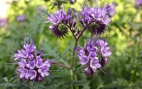 Fleurs de phacélie aux longues étamines violettes, parfaites pour une fiche technique sur cette plante mellifère.