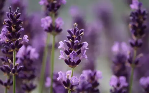 Flores de lavanda, conocidas por ser plantas que ahuyentan los mosquitos, con sus espigas púrpuras en primer plano y un fondo difuminado.