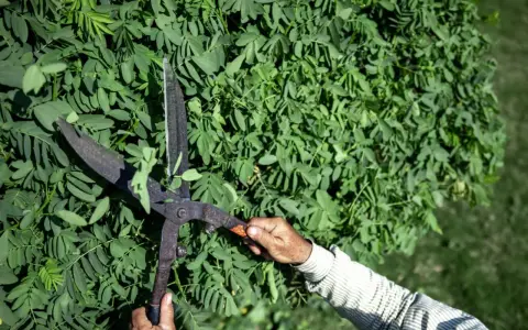 Dłoń trzymająca stare nożyce do żywopłotu, gotowa do przycinania zielonych liści. Dowiedz się, jak naostrzyć nożyce do żywopłotu, by praca szła sprawniej.
